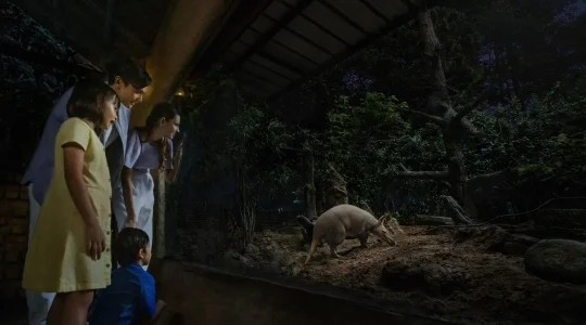 ナイトサファリ